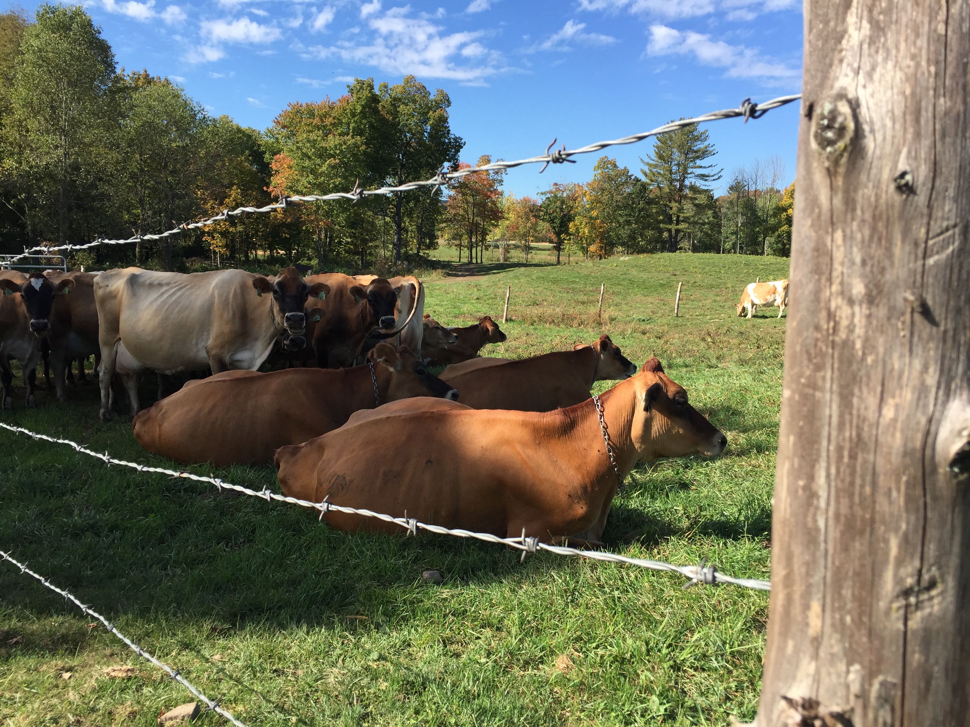 Freedom Hill Farm LLC