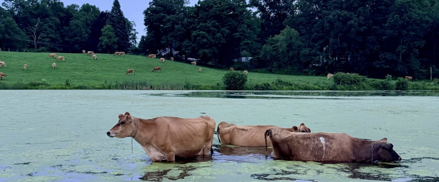 Freedom Hill Farm LLC
